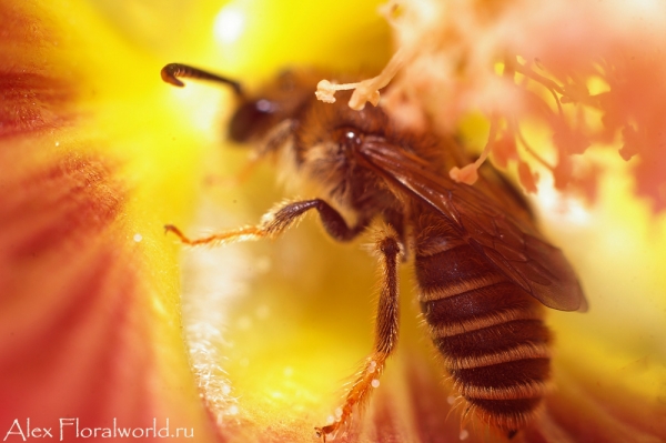 Пчелка в цветке мальвы
Ключевые слова: пчелка мальва фото