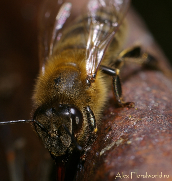 Пчела на водопое
Ключевые слова: пчела фото
