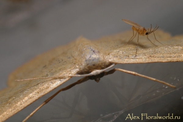 Комарик на бабочке
Ключевые слова: комар бабочка фото
