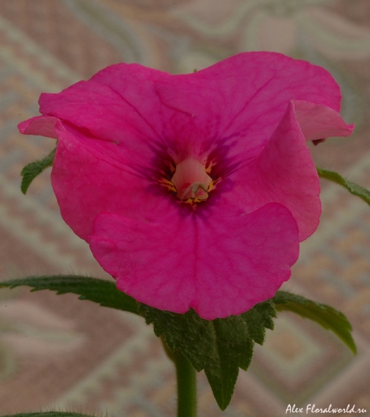 Цвток розового ахименеса
Ключевые слова: ахименес розовый цветок 