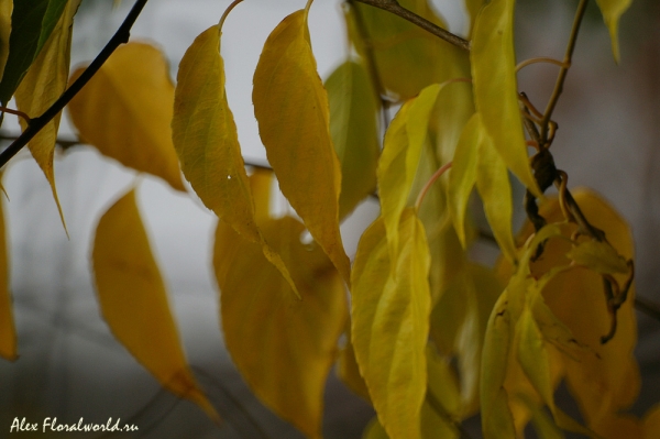Листья актинидии в октябре
Ключевые слова: лист листья актинидия октябрь