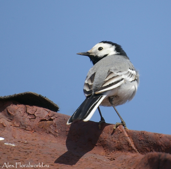 Белая трясогузка (Motacilla alba)
Ключевые слова: Белая трясогузка Motacilla alba