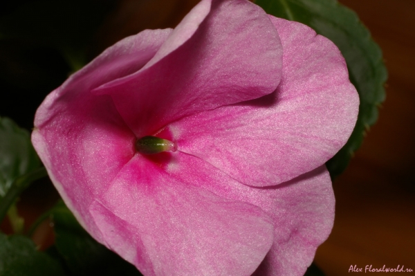 Еще одно фото цветка бальзамина
Ключевые слова: бальзамин ванька мокрый цветок растение