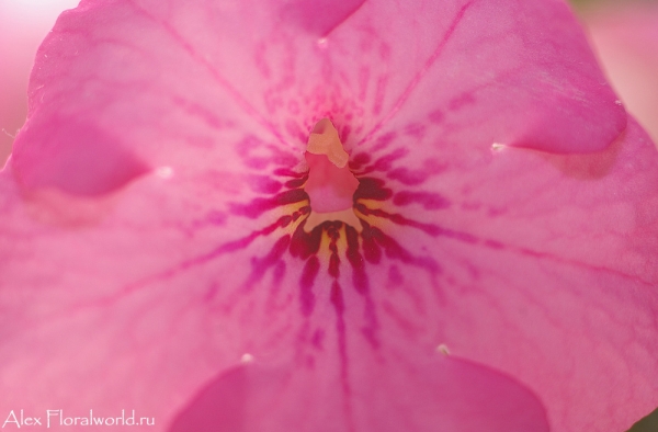 Ахименес, цвток
Ключевые слова: ахименес розовый цветок 