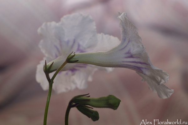 Стрептокарпус, цветки
Ключевые слова: стрептокапус цветки