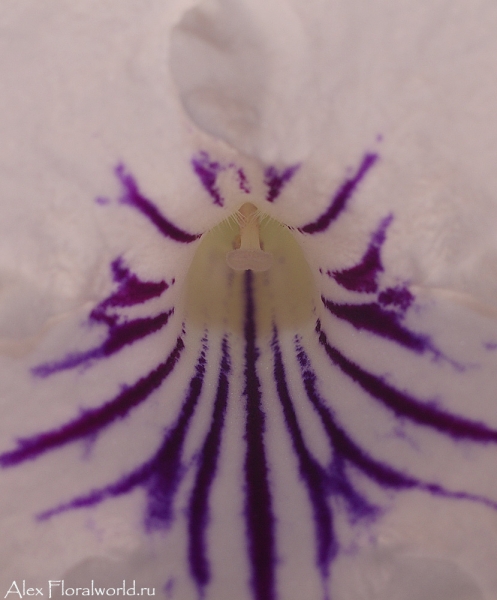 Стрептокарпус, цветок
Ключевые слова: стрептокапус цветок