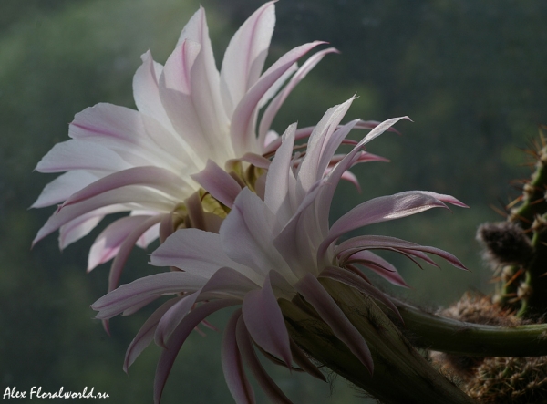 Эхинопсис (Echinopsis), цветение
Ключевые слова: Эхинопсис Echinopsis цветок цветы цветение