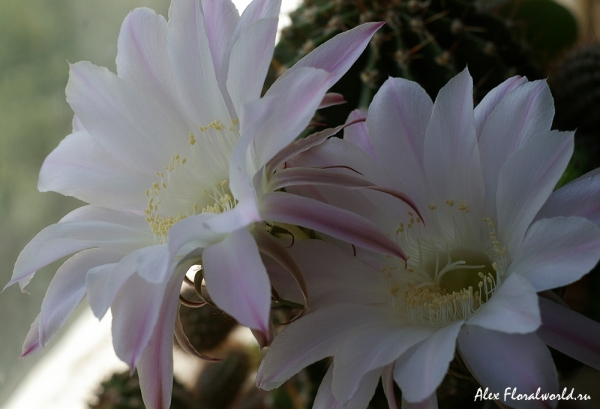 Эхинопсис (Echinopsis), цветы
Ключевые слова: Эхинопсис Echinopsis цветы цветение