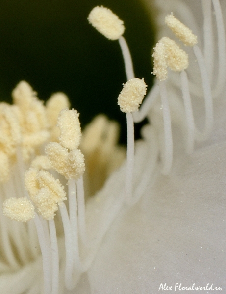 Эхинопсис (Echinopsis), тычинки
Ключевые слова: Эхинопсис Echinopsis тычинки