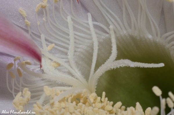 Эхинопсис (Echinopsis), внутреннее устрйство цветка
Ключевые слова: Эхинопсис Echinopsis внутреннее устрйство цветка