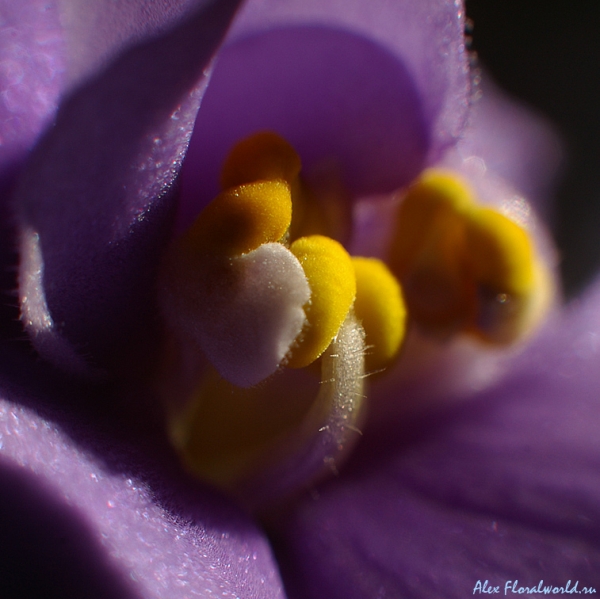 Внутри цветка сенполии...
Ключевые слова: сенполия цветок тычинки макросъемка