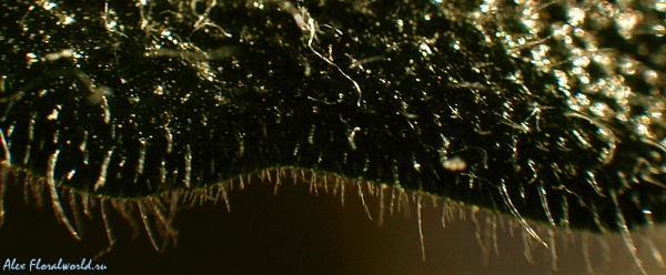 Волоски на листе сенполии
Ключевые слова: сенполия лист волоски макросъемка