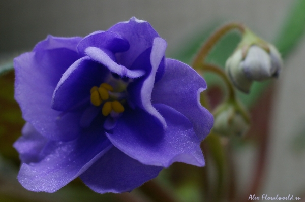 Фиалка - цветочек и бутоны
Ключевые слова: узамбарская фиалка сенполия цветок растение