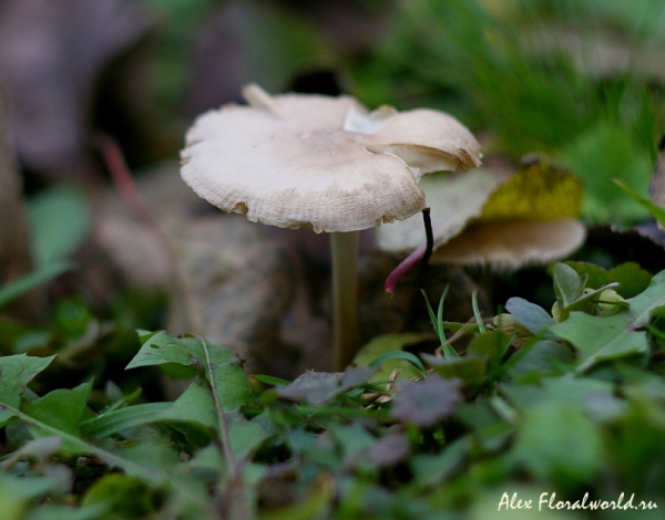 Неизвестный гриб, ноябрь
Ключевые слова: гриб ноябрь