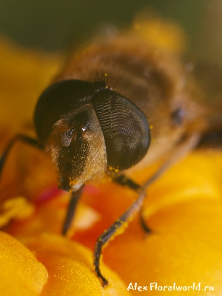 Пчеловидка
Ключевые слова: пчеловидка фото