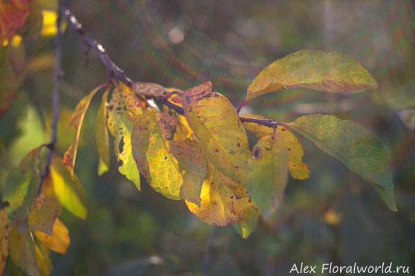 Солнечный дождик и листья сливы
Ключевые слова: слива листья фото