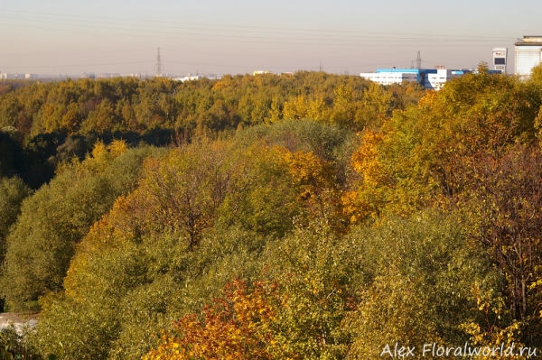 Московский лес, октябрь
Ключевые слова: лес Москва фото