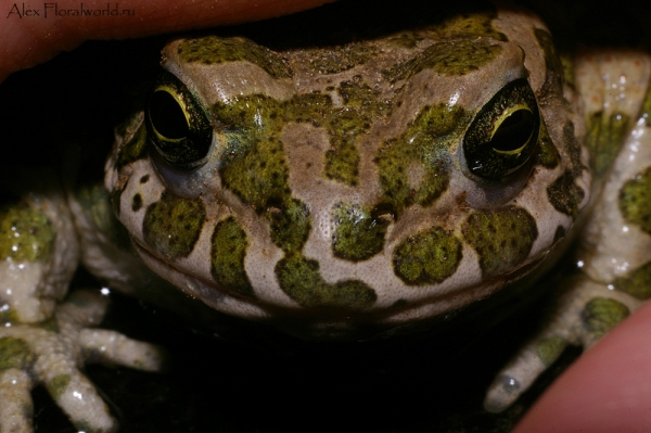 Зеленый жабик
Ключевые слова: жаба жабка зеленая