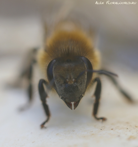 Пчела
Ключевые слова: пчела фото