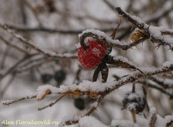 Ягоды шиповника
Ключевые слова: шиповник ягода зима