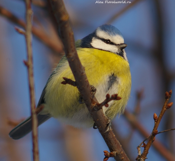 Parus caeruleus
Ключевые слова: Parus caeruleus