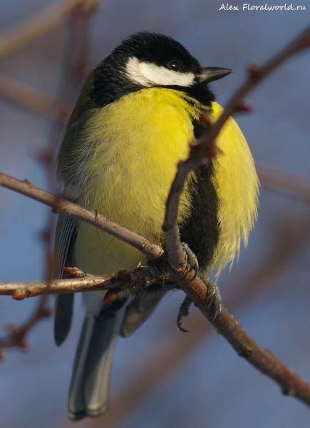 Parus major
Ключевые слова: Parus major