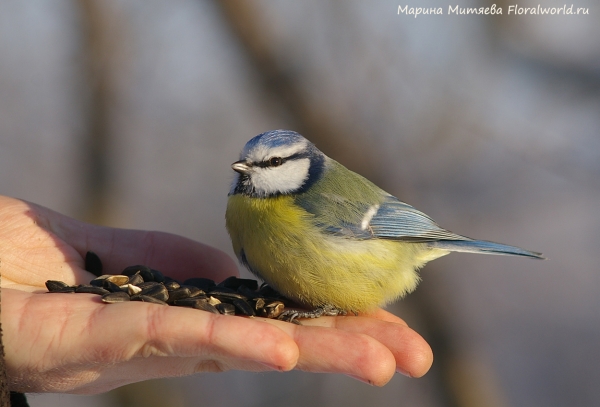 Parus caeruleus
Ключевые слова: Parus caeruleus