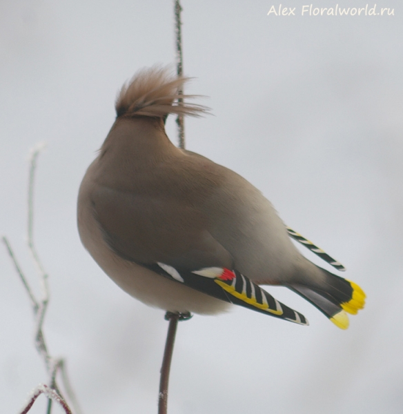 Bombycilla garrulus
Ключевые слова: Bombycilla garrulus