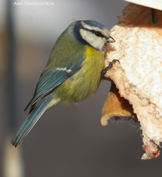 Parus caeruleus
Ключевые слова: Parus caeruleus