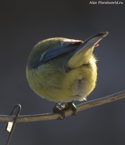 Parus caeruleus
Ключевые слова: Parus caeruleus