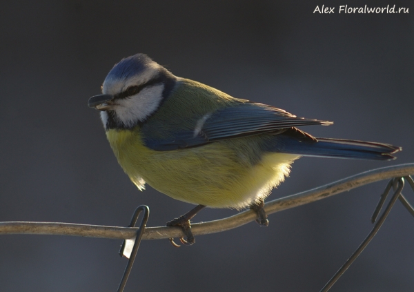 Parus caeruleus
Ключевые слова: Parus caeruleus