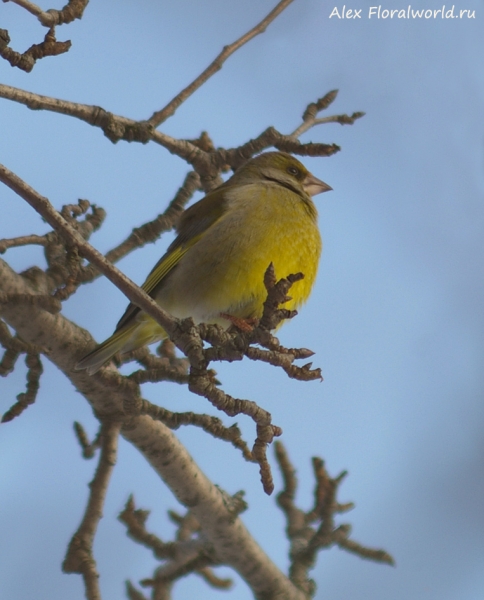 Carduelis chloris
Ключевые слова: Carduelis chloris