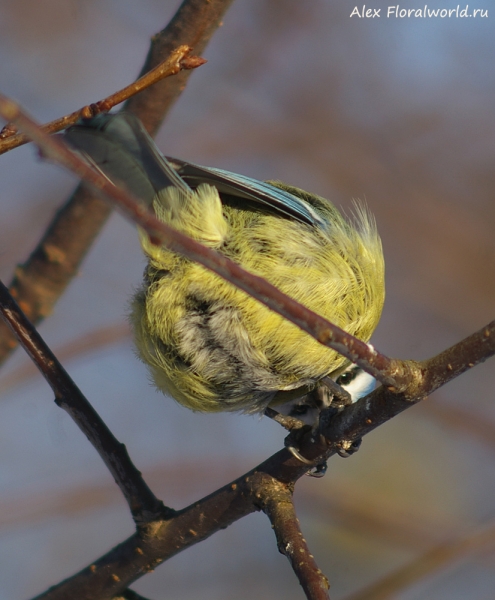 Parus caeruleus
Ключевые слова: Parus caeruleus