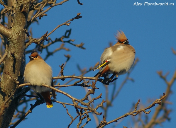 Bombycilla garrulus
Ключевые слова: Bombycilla garrulus