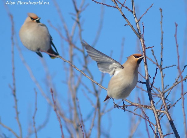 Bombycilla garrulus
Ключевые слова: Bombycilla garrulus