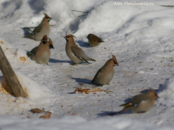 Bombycilla garrulus
Ключевые слова: Bombycilla garrulus