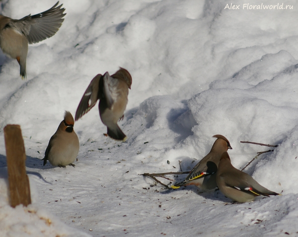 Bombycilla garrulus
Ключевые слова: Bombycilla garrulus