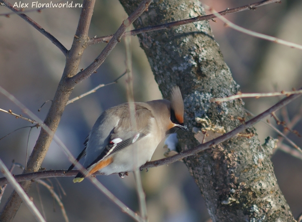 Bombycilla garrulus
Ключевые слова: Bombycilla garrulus