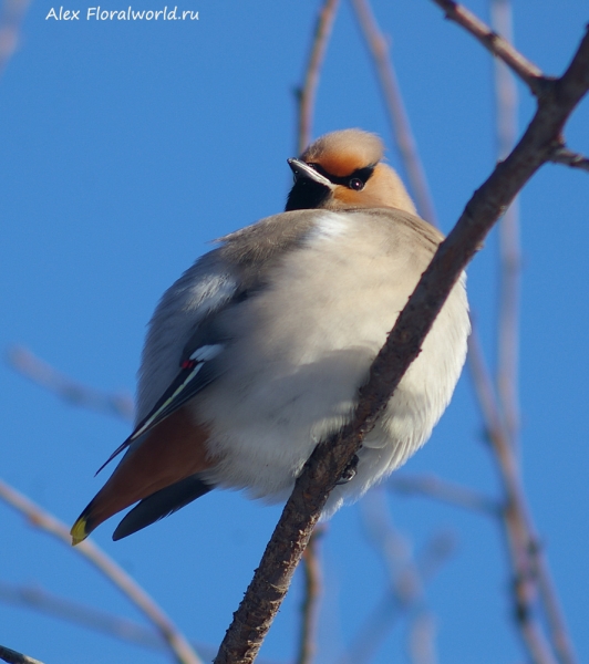 Bombycilla garrulus
Ключевые слова: Bombycilla garrulus