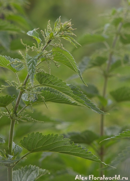 Крапива двудомная - Urtica dioica L.
Ключевые слова: Крапива двудомная Urtica dioica фото