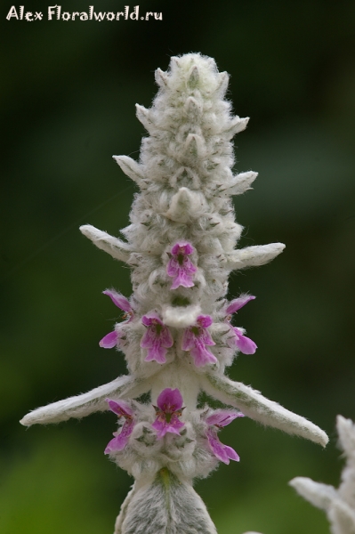 Чистец византийский - Stachys byzantina K. Koch 
Ключевые слова: Чистец византийский Stachys byzantina фото