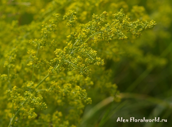 Подмаренник настоящий - Galium verum L. 
Ключевые слова: Подмаренник настоящий Galium verum фото