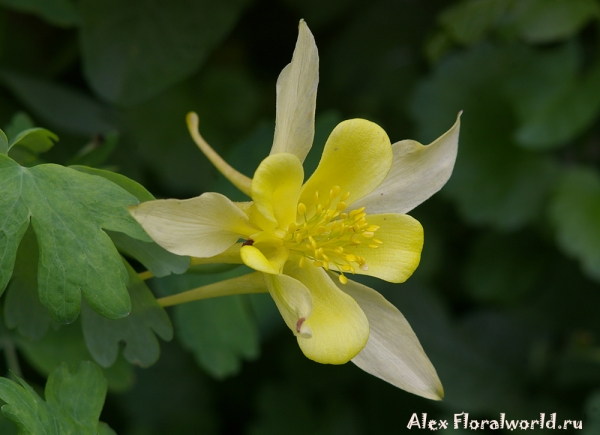 Водосбор - Aquilegia 
Ключевые слова: Водосбор Aquilegia