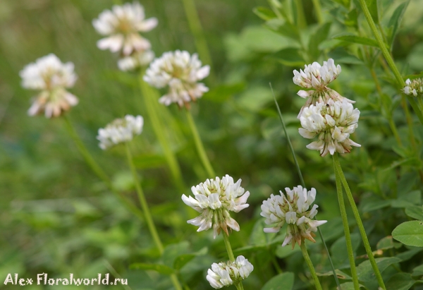 Клевер белый - Amoria repens (L.) C. Presl 
Ключевые слова: Клевер белый Amoria repens