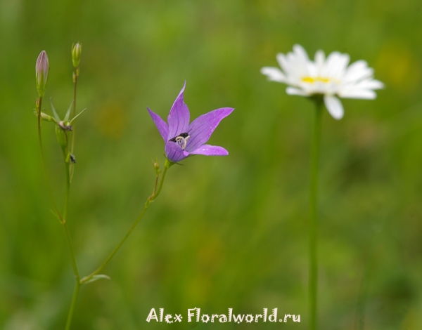 Колокольчик раскидистый  - Campanula patula L.
Ключевые слова: Колокольчик раскидистый Campanula patula