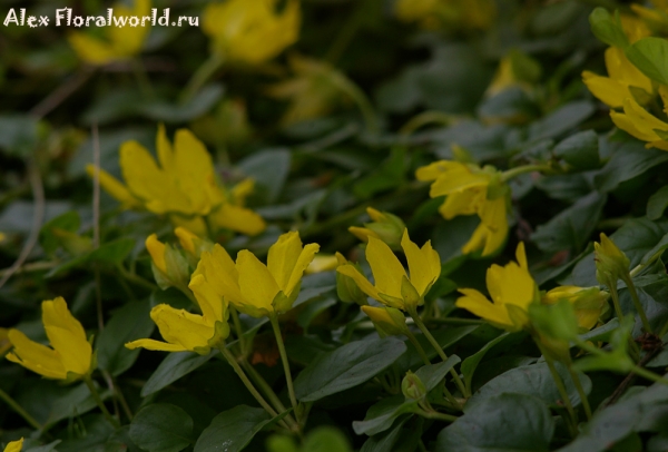 Вербейник монетный - Lysimachia nummularia
Ключевые слова: Вербейник монетный Lysimachia nummularia