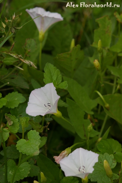 Вьюнок полевой - Convolvulus arvensis L.
Ключевые слова: Вьюнок полевой Convolvulus arvensis