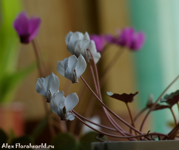 Cyclamen mirabile White
Ключевые слова: Cyclamen mirabile White