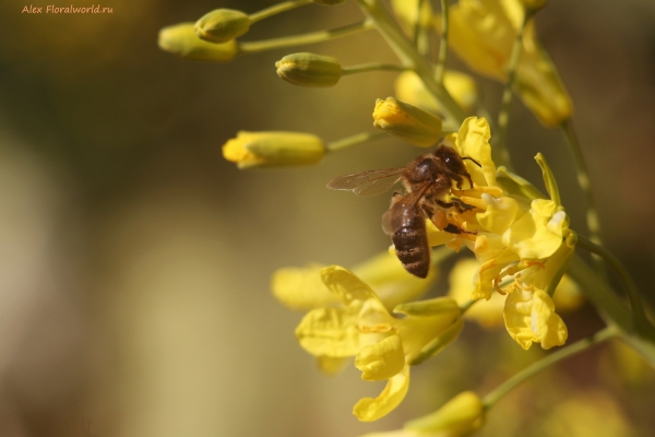 Пчела на цветах капусты
Ключевые слова: капуста пчела
