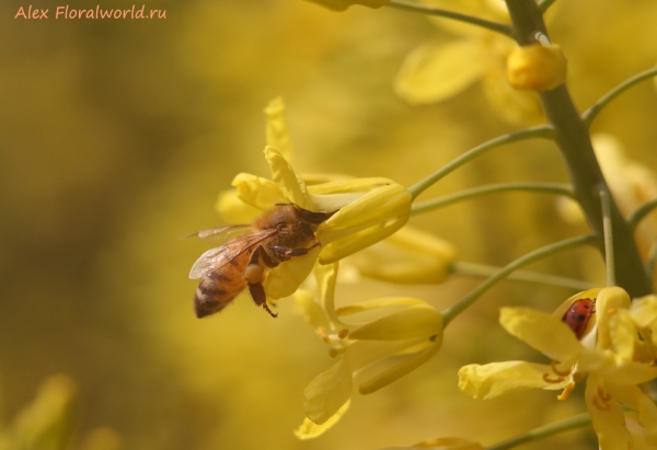 Пчела на цветах капусты
Ключевые слова: капуста пчела